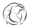 Cabbage