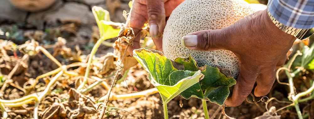 Cantaloupe being harvested in the field.