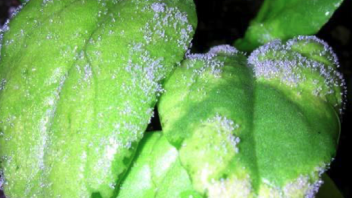 Sporulation of Peronospora farinosa f. sp. spinaciae on a true leaf of an inoculated spinach seedling, representing a susceptible reaction to that race of the pathogen.