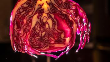 Purple cabbage