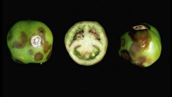 Brown to grey discoloration on and in fruits of stressed hybrid ToMV resistant cultivars.