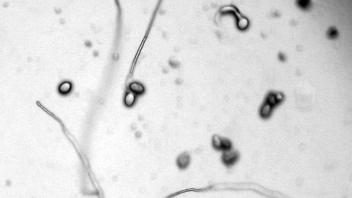 Sporulation of Peronospora farinosa f.sp. spinaciae on a true leaf of an inoculated spinach seedling, representing a susceptible reaction to that race of the pathogen.