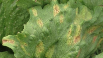 Light green to yellow angular spots on upper lettuce leaf surface.
