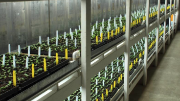Melon seedlings incubating in a growth room after inoculation with Fusarium oxysporum f.sp. melonis.