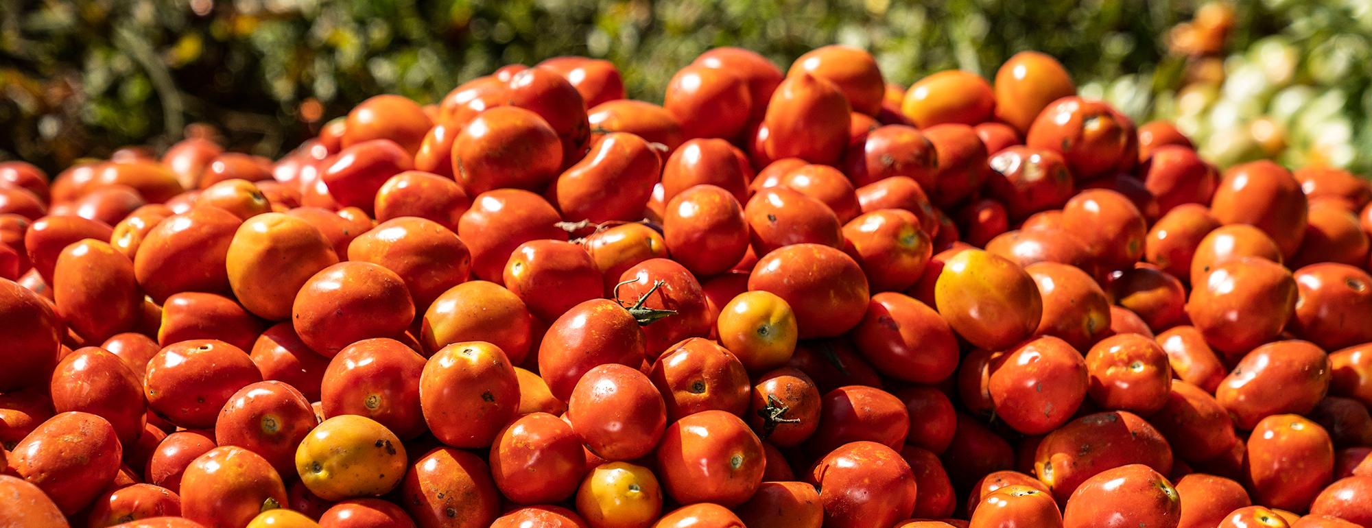 Tomatoes in the sun.