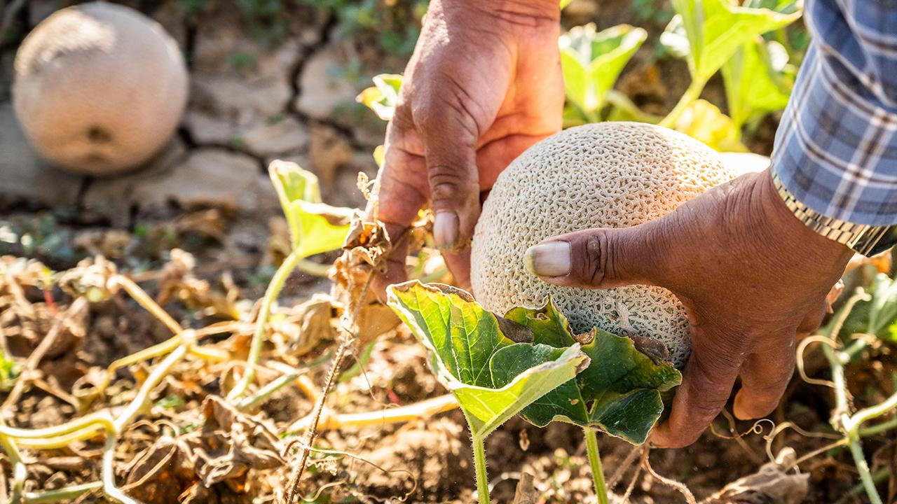 A melon picked from the field