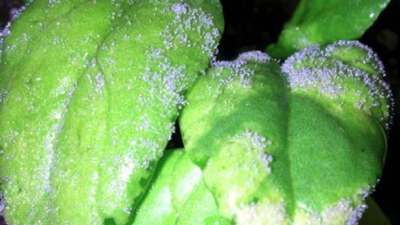 Sporulation of Peronospora farinosa f. sp. spinaciae on a true leaf of an inoculated spinach seedling, representing a susceptible reaction to that race of the pathogen.