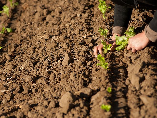 Lettuce being planted.