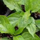 pepper leaf