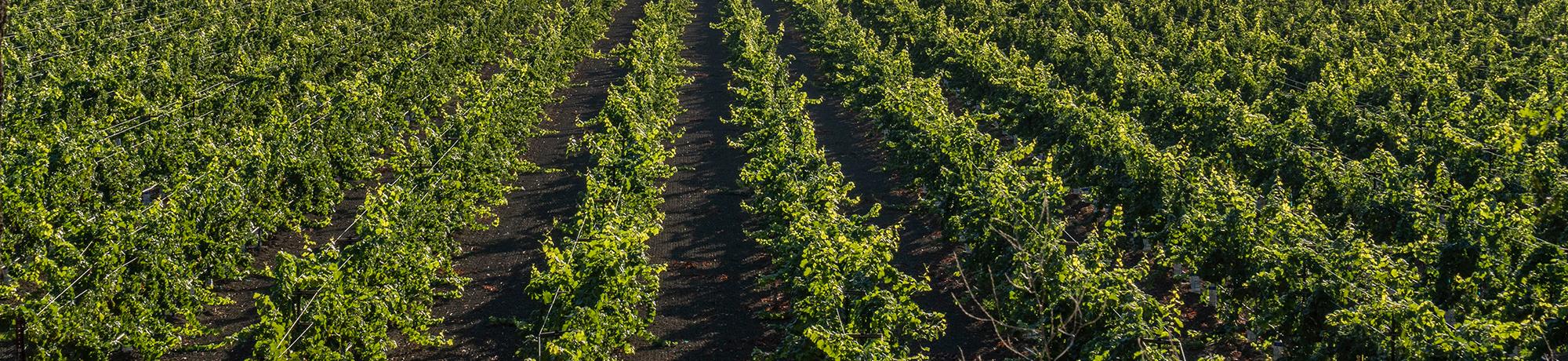 A field of crops in California.