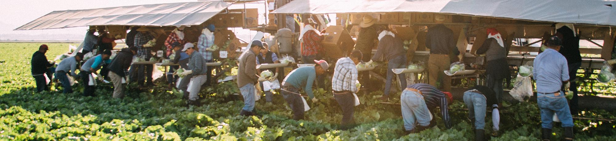Lettuce harvest