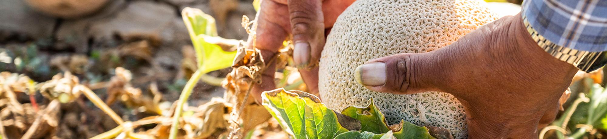A melon picked from the field