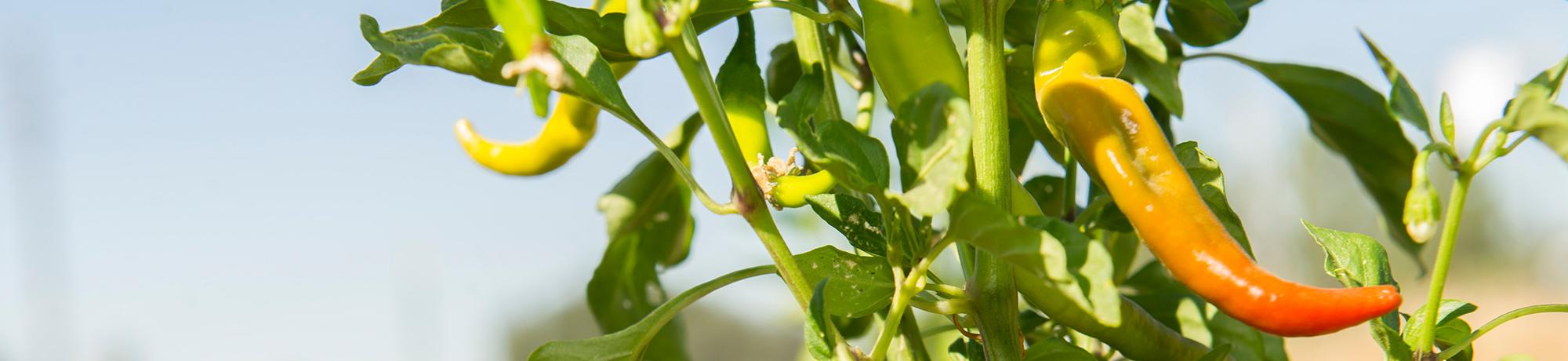 Peppers growing in the sun.