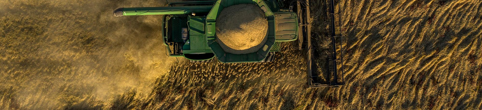 Rice harvest
