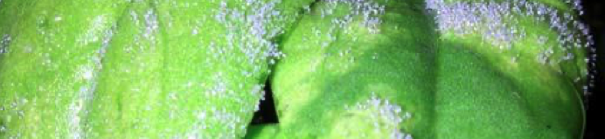 Sporulation of Peronospora farinosa f. sp. spinaciae on a true leaf of an inoculated spinach seedling, representing a susceptible reaction to that race of the pathogen.