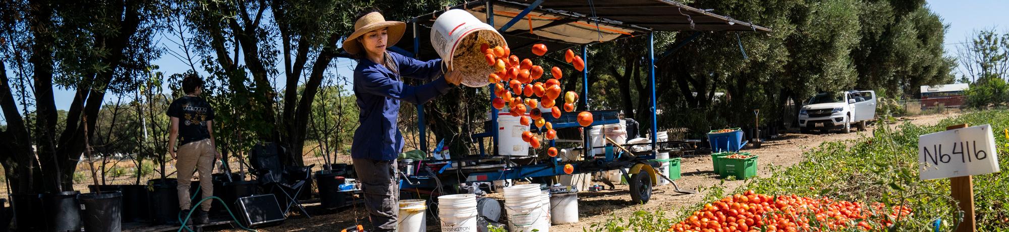 A student working on the Fusarium falciforme tomato harvest.
