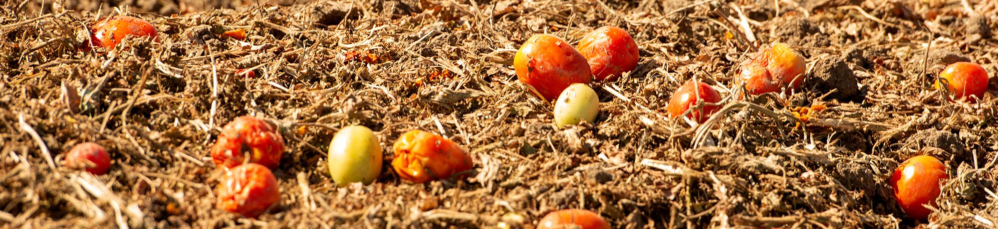 tomatoes in a field